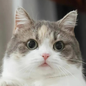 British-shorthair