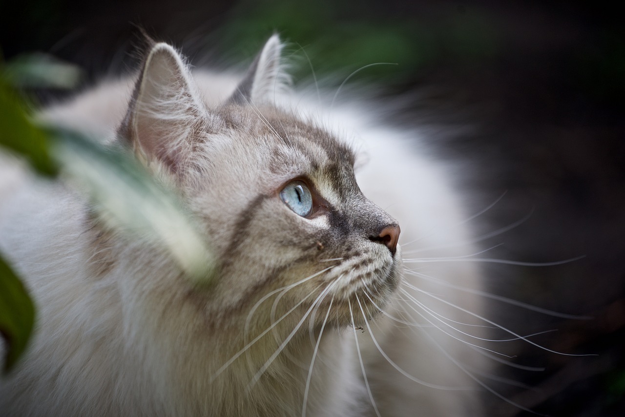 Maine Coon