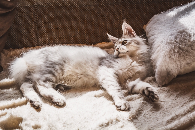 Maine Coon