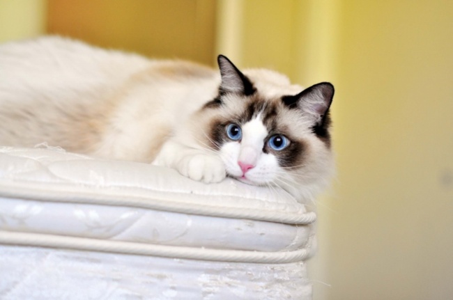 Ragdoll