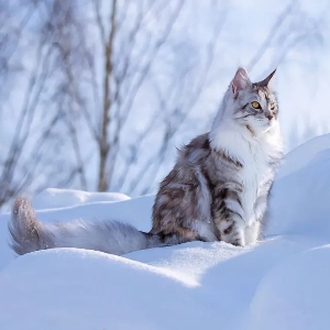 Birman