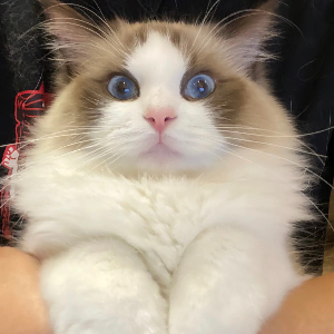 Ragdoll